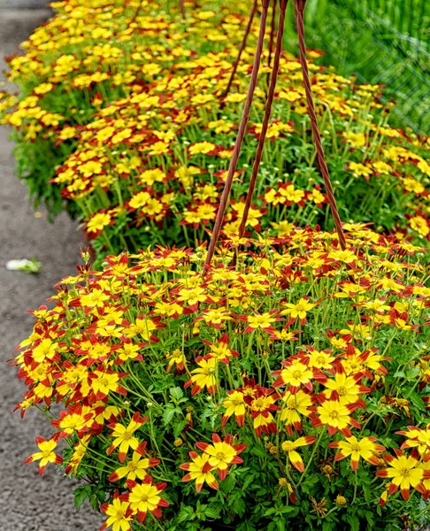 Rode Gele Bidens Planten Potten Tuin Versieren — Stockfoto