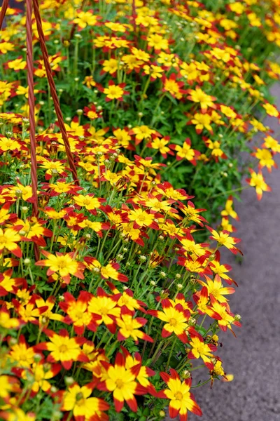 Planta Bidens Roja Amarilla Macetas Para Decorar Jardín — Foto de Stock