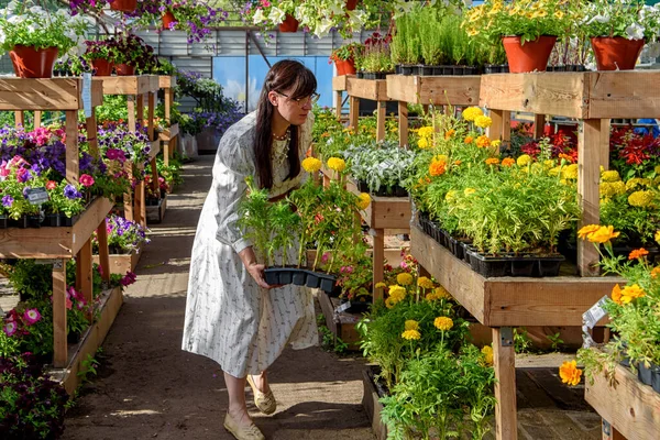 Mujer Elige Hermosas Flores Centro Jardinería Para Plantar Parcela Jardín — Foto de Stock
