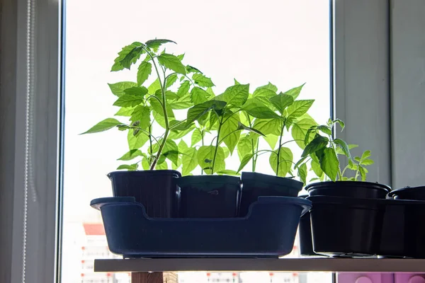 Seedlings Flowers Vegetables Grown Home Windowsill Phytolamp — Stock Photo, Image