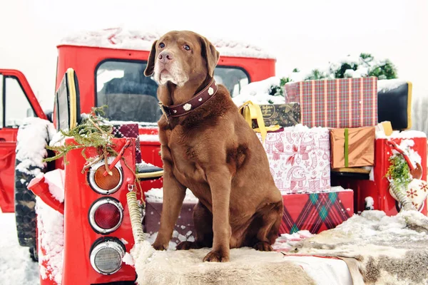 巧克力拉布拉多坐在一辆装有圣诞礼物的红色皮卡的行李箱上 后备箱里有棵圣诞树的车多雪的冬天 免版税图库图片