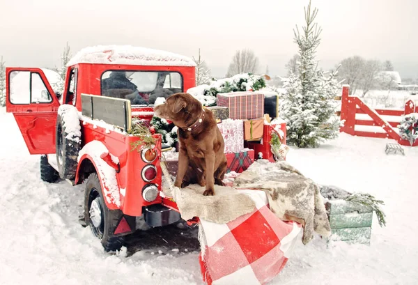 Czekoladowy Labrador Siedzi Bagażniku Czerwonego Pickupa Prezentami Świątecznymi Samochód Choinką Zdjęcie Stockowe