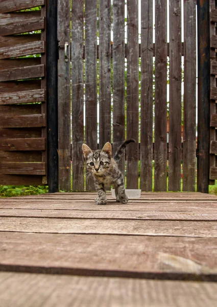 Gatinho Desabrigado Pequeno Bonito Com Olhos Inflamados Está Caminhando Direção — Fotografia de Stock