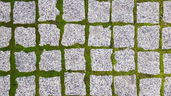 Texture Paved Tile Street Concrete Paving Slabs Paving Slabs Grass — Stock Photo, Image