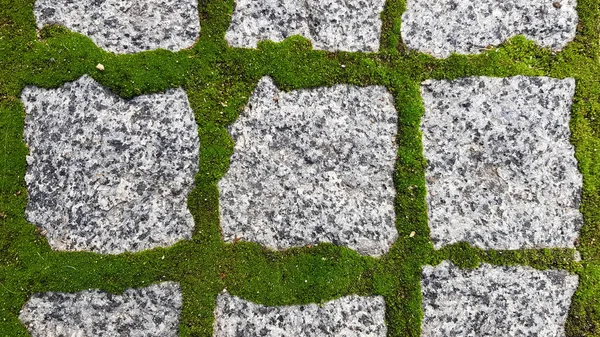 Texture Paved Tile Street Concrete Paving Slabs Paving Slabs Grass — Stock Photo, Image