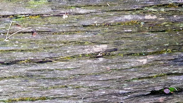 老木质部和Lichen 有苔藓 抽象的背景 木栅栏上苔藓及苔藓的详情 — 图库照片
