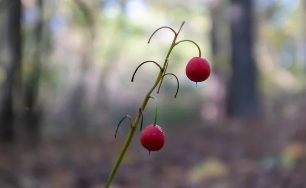 Lys de la vallée buisson avec des fruits rouges orange mûrs dans la forêt. Automne fond naturel ensoleillé avec des baies rouges. Fruit orange de lys de la vallée sur une tige verte dans la forêt. — Photo