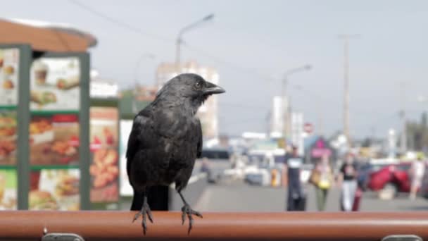 Cuervo Negro Sienta Barandilla Restaurante Calle Contra Fondo Ciudad Defeca — Vídeos de Stock