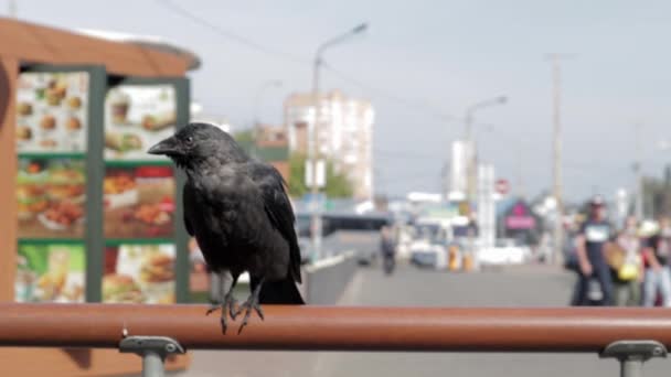 Black Crow Sits Railing Street Restaurant Background City Looks Camera — Stock Video