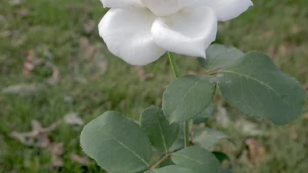 Bílá Růže Roste Letní Zahradě Bílý Keř Růží Zahradě Květinovým — Stock video