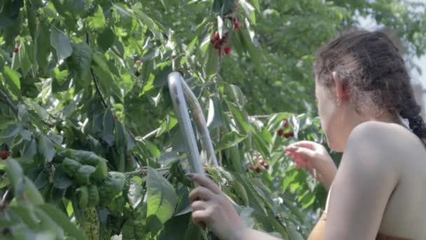 Een Vrouw Plukt Eet Rijpe Kersen Van Een Boom Tuin — Stockvideo