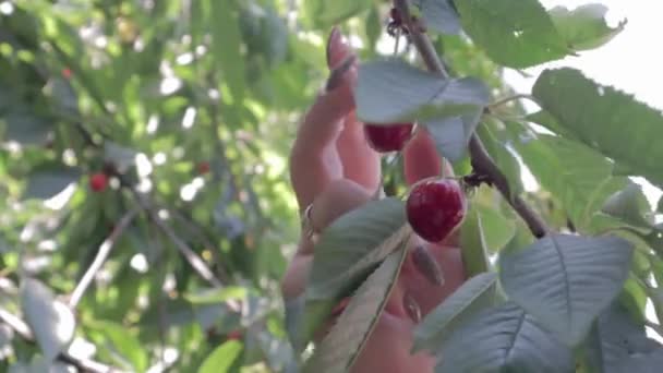 Close Picking Fresh Ripe Cherries Branch Garden Slow Motion Women — Stock Video