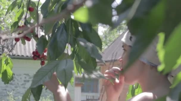 Žena Vybírá Zralé Třešně Stromu Zahradě Zdravé Organické Červené Třešně — Stock video