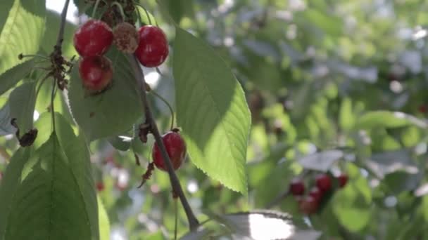 Cereja Madura Vermelha Uma Árvore Tempo Verão Câmera Lenta Frutas — Vídeo de Stock