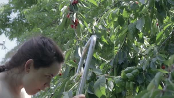 Женщина Собирает Ест Спелые Вишни Дерева Саду Здоровые Органические Красные — стоковое видео