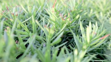 Taze yeşil çit yaprakları, yakın çekim ve yavaş çekim. Yakın görüş. Güneşli bir günde süslü bir çalılığın dalları. Yeşil arka plan. Ormanda satılık bir bitkinin yetiştirilmesi..