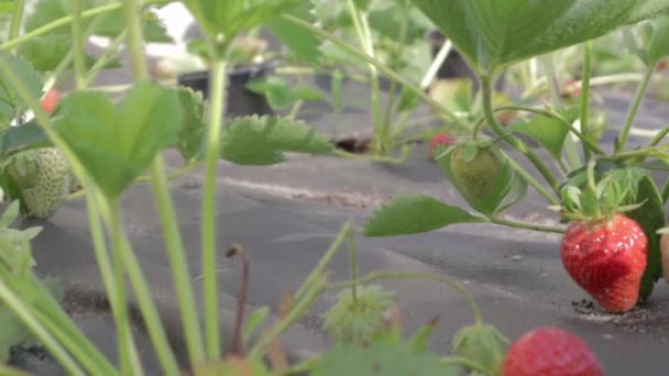 Fresas Maduras Ramitas Entre Follaje Deliciosas Bayas Del Jardín Comida — Vídeos de Stock