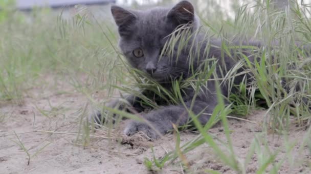 Small Gray Kitten Playing Grasses Overgrown Grass While Looking Certain — Stock Video
