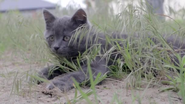 一只灰色的小猫咪在草丛中嬉戏 草丛中长满了野草 它凝视着某一点 突然跳了出来 — 图库视频影像