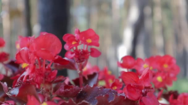 Canna Generalis Rote Blume Sommernachmittag Garten Einjährige Begonienblüte Rote Blüten — Stockvideo