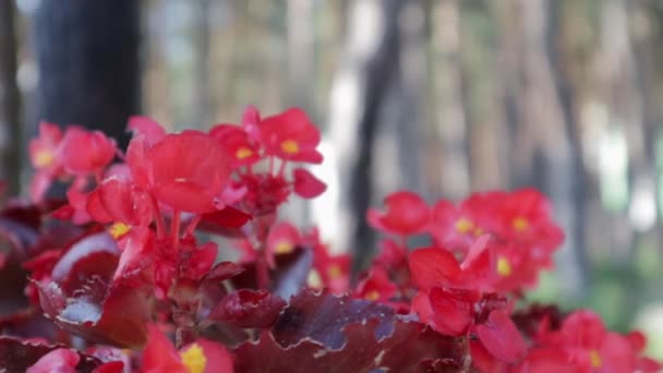 Canna Generalis Rote Blume Sommernachmittag Garten Einjährige Begonienblüte Rote Blüten — Stockvideo