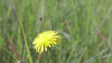 Bir arı bir karahindibadan polen toplar. Sarı çiçek. Arı çiçek poleni topluyor. Yavaş çekimde yakından uç. Bir bal arısı, sarı bir karahindiba çiçeğinden nektar ve polen besler..