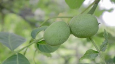 Yeşil kabuklu bir dalda taze, olgun cevizler. Ceviz meyvesi. Ceviz, Juglans familyasından, Juglans regia cinsinden bir ağaçtır..