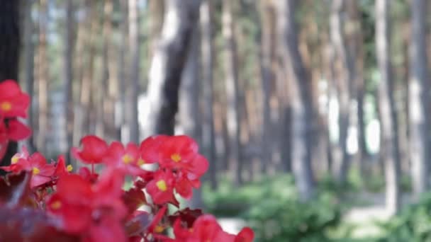 夏天的下午 在花园里 一般红花盛开 一年生的秋海棠花 特写的红花在松林的背景下在室外绽放 焦点各异 — 图库视频影像