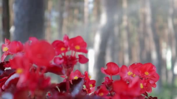 Canna Generalis Κόκκινο Λουλούδι Απόγευμα Του Καλοκαιριού Στον Κήπο Ετήσια — Αρχείο Βίντεο