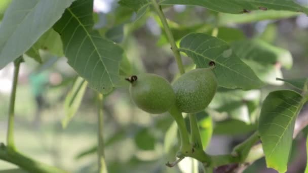 Nozes Maduras Cruas Verdes Ramo Uma Concha Verde Frutas Nozes — Vídeo de Stock