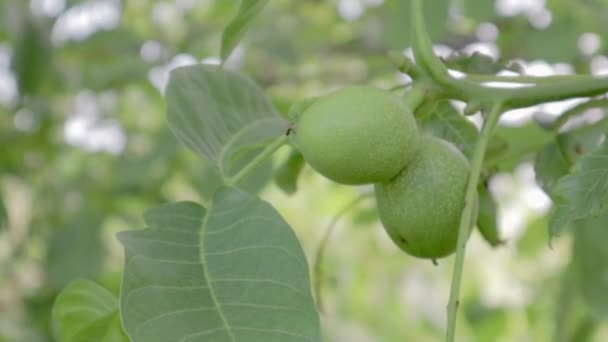 Zielony Surowy Dojrzały Orzech Włoski Gałąź Zielony Skorupa Owoce Orzecha — Wideo stockowe
