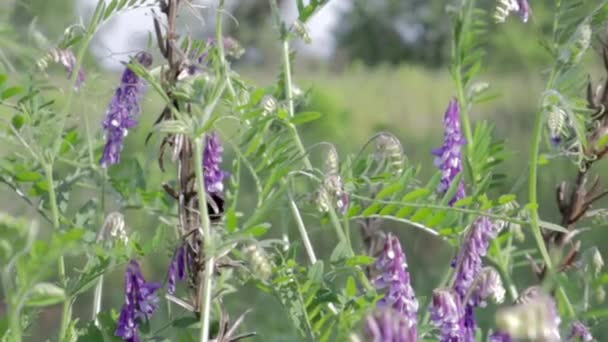 Eine Wildblume Auf Einer Wiese Einem Sommertag Eine Hummel Sammelt — Stockvideo
