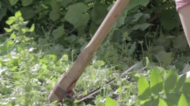 Bir adam el tırpanla çimleri biçiyor. Çimleri eski bir tırpanla biç. Çiftçi geleneksel olarak çimleri biçer. Çim biçme makinesi yeşil çimleri elle tırpan ile biçiyor..