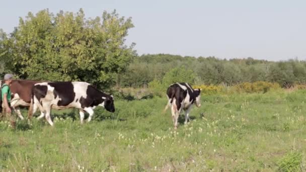 Shepherd Collects Cows Green Lawn Dairy Cattle Pasture Shepherd Field — Stock Video