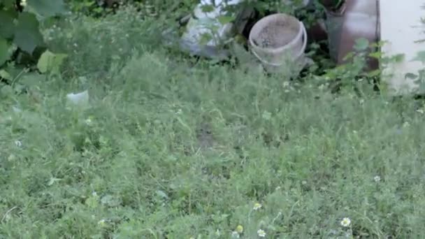 Homme Fauche Herbe Avec Une Faux Main Faucher Herbe Avec — Video