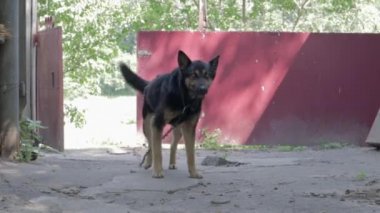 Köyün bahçesinde zincirlenmiş, soysuz, nazik bir köpek. Evcil koruma hayvanı yazın tasmalı bir şekilde evi koruyor. Arka bahçeye zincirlenmiş köpek..