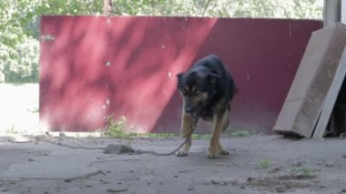 Köyün bahçesinde zincirlenmiş, soysuz, nazik bir köpek. Evcil koruma hayvanı yazın tasmalı bir şekilde evi koruyor. Arka bahçeye zincirlenmiş köpek..