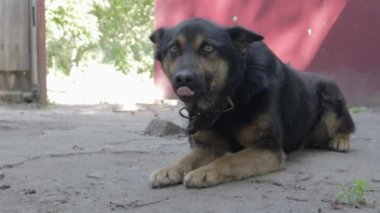 Köyün bahçesinde zincirlenmiş, soysuz, nazik bir köpek. Evcil koruma hayvanı yazın tasmalı bir şekilde evi koruyor. Arka bahçeye zincirlenmiş köpek..