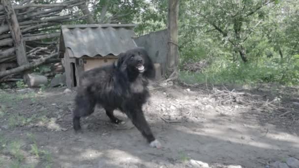 Genre Chien Non Généalogique Ludique Sur Une Chaîne Dans Cour — Video