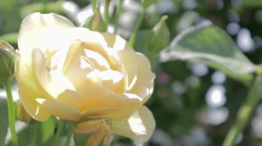 Sarı bahçedeki güzel, renkli, narin çiçek açan güller. Seçici odaklanma. Yakın plan..