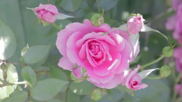 ピンクの庭で美しく カラフルで繊細な開花バラ 選択的フォーカス — ストック動画
