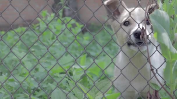 Small Dog Defending Its Territory Barks Loudly Metal Mesh Fence — Stock Video