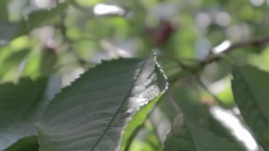 Yaz mevsiminde ağaçta kırmızı kiraz, ağır çekimde. Meyveler yüksek miktarda C vitamini ve antioksidan içerir. Ağaçtaki taze organik ürün. Rüzgarda savrulan kiraz ağacının kırmızı dalı.