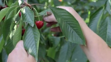 Bahçedeki bir daldan taze ve olgun kirazları yavaş çekimde toplamaya yakın çekim. Kadınların elleri ağaçtan olgun kirazları topluyor. Organik tarım. Bir el olgun kırmızı meyveleri ağaçtan topluyor..