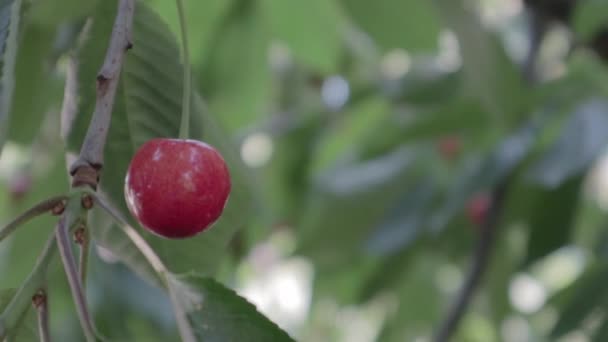 树上红色成熟的樱桃 动作缓慢 水果富含维生素C和抗氧化剂 树上新鲜的有机产品 风中樱桃树的红枝 — 图库视频影像