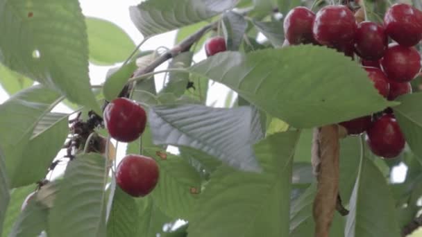 Yaz Mevsiminde Ağaçta Kırmızı Kiraz Ağır Çekimde Meyveler Yüksek Miktarda — Stok video