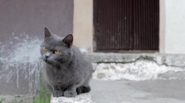 Gri bir kedi ya da kedi sokakta dinleniyor, güneşte. Yalnız bir sokak hayvanı güneşin sıcacık ışıklarının tadını çıkarıyor. Çekici, kaygısız, tüylü hayvan..