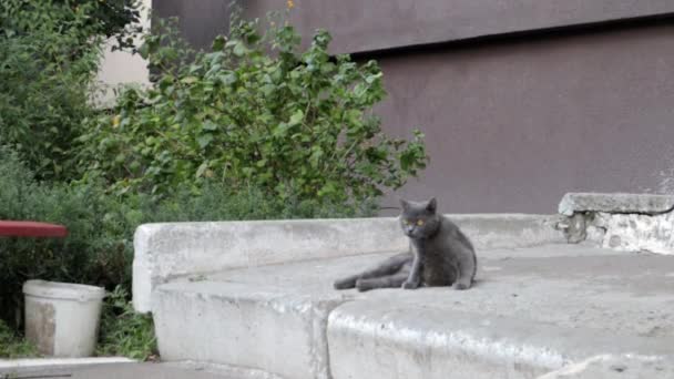 一只灰色的猫或猫在街上休息 晒太阳 一只孤独的街头宠物在室外温暖的阳光下晒太阳 迷人无忧无虑的毛茸茸的动物 — 图库视频影像