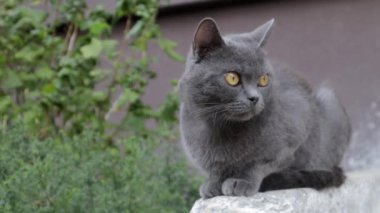 Gri bir kedi ya da kedi sokakta dinleniyor, güneşte. Yalnız bir sokak hayvanı güneşin sıcacık ışıklarının tadını çıkarıyor. Çekici, kaygısız, tüylü hayvan..