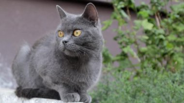 Gri bir kedi ya da kedi sokakta dinleniyor, güneşte. Yalnız bir sokak hayvanı güneşin sıcacık ışıklarının tadını çıkarıyor. Çekici, kaygısız, tüylü hayvan..